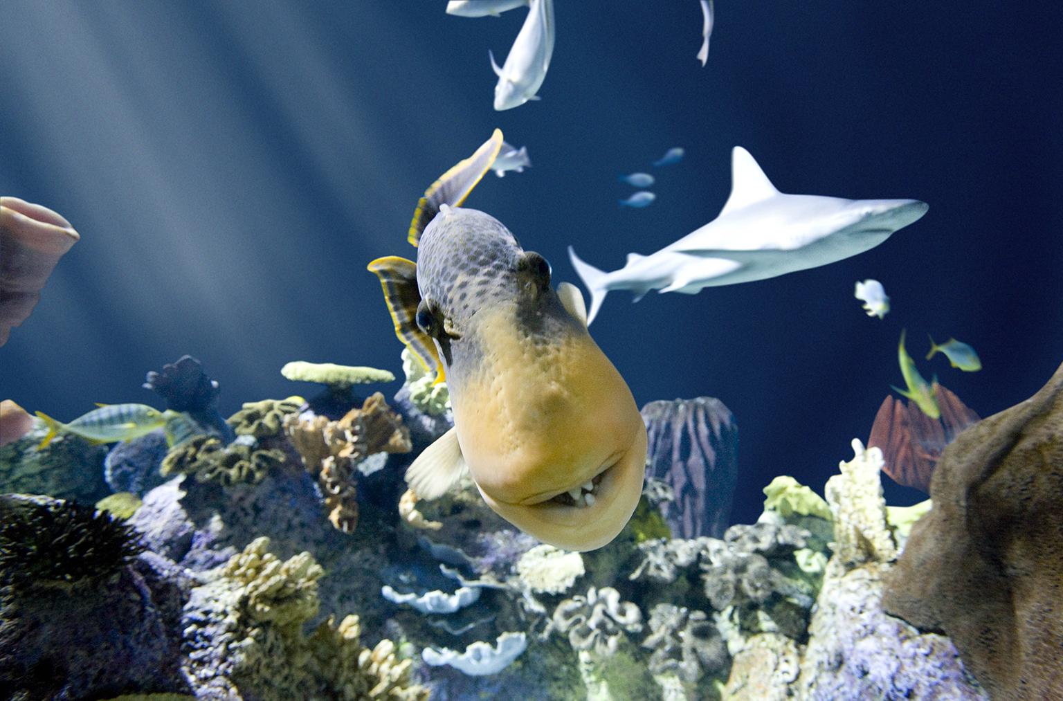 A yellow-margin triggerfish at Shedd Aquarium (Brenna Hernandez / Shedd Aquarium)