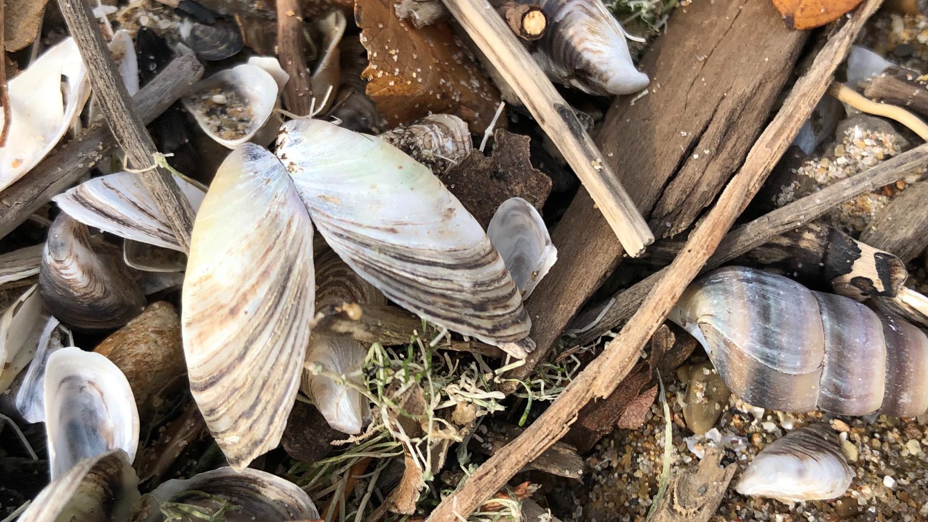 Invasive quagga mussels make up 90% of the invertebrate creatures on the bottom of Lake Michigan. (Patty Wetli / WTTW News)