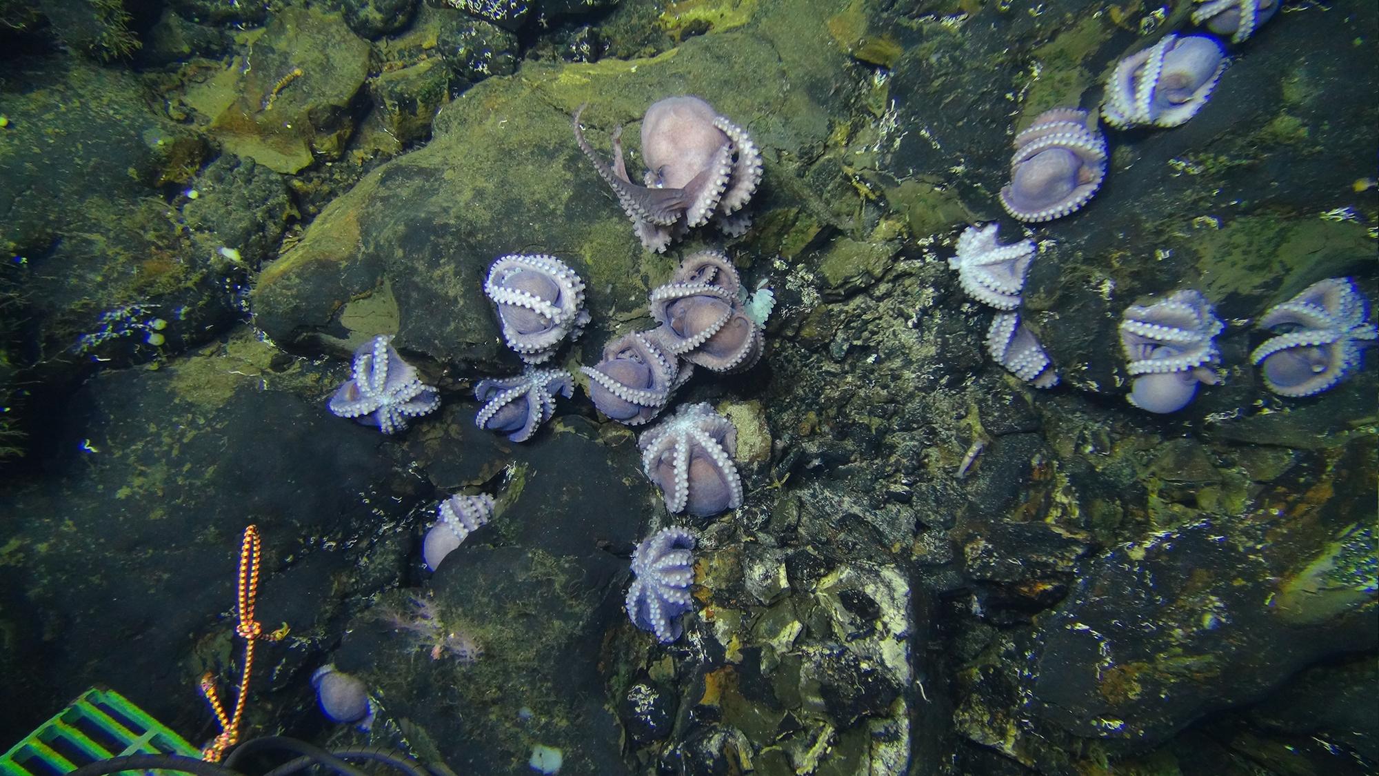 Scientists discovered octopus colonies nearly 2 miles below the surface of the Pacific Ocean. (Phil Torres and Geoff Wheat / The Field Museum)