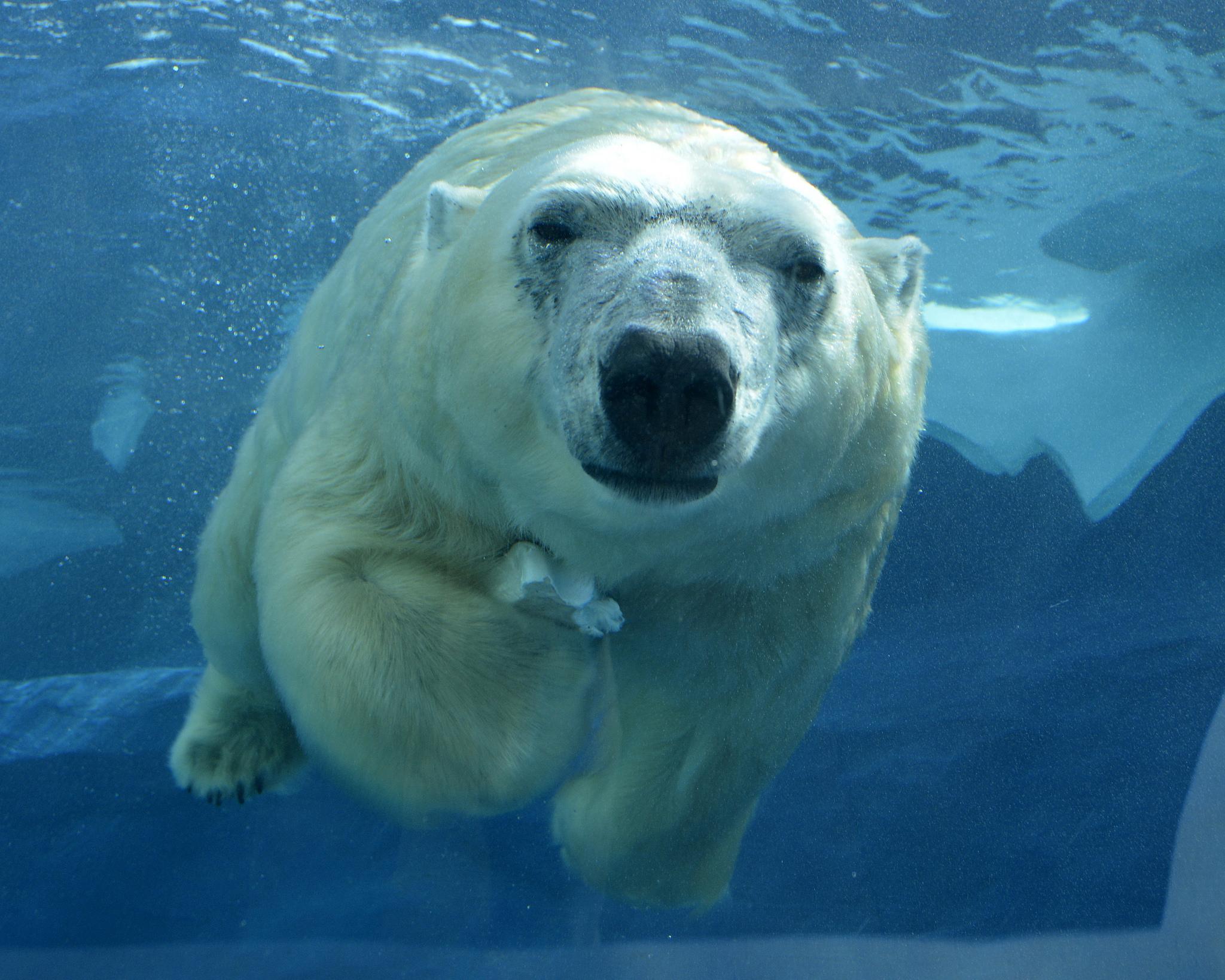 Lincoln Park Zoo recently welcomed Talini, a 14-year-old female polar bear who lived previously at Detroit Zoo. (Roy Lewis / Detroit Zoo)