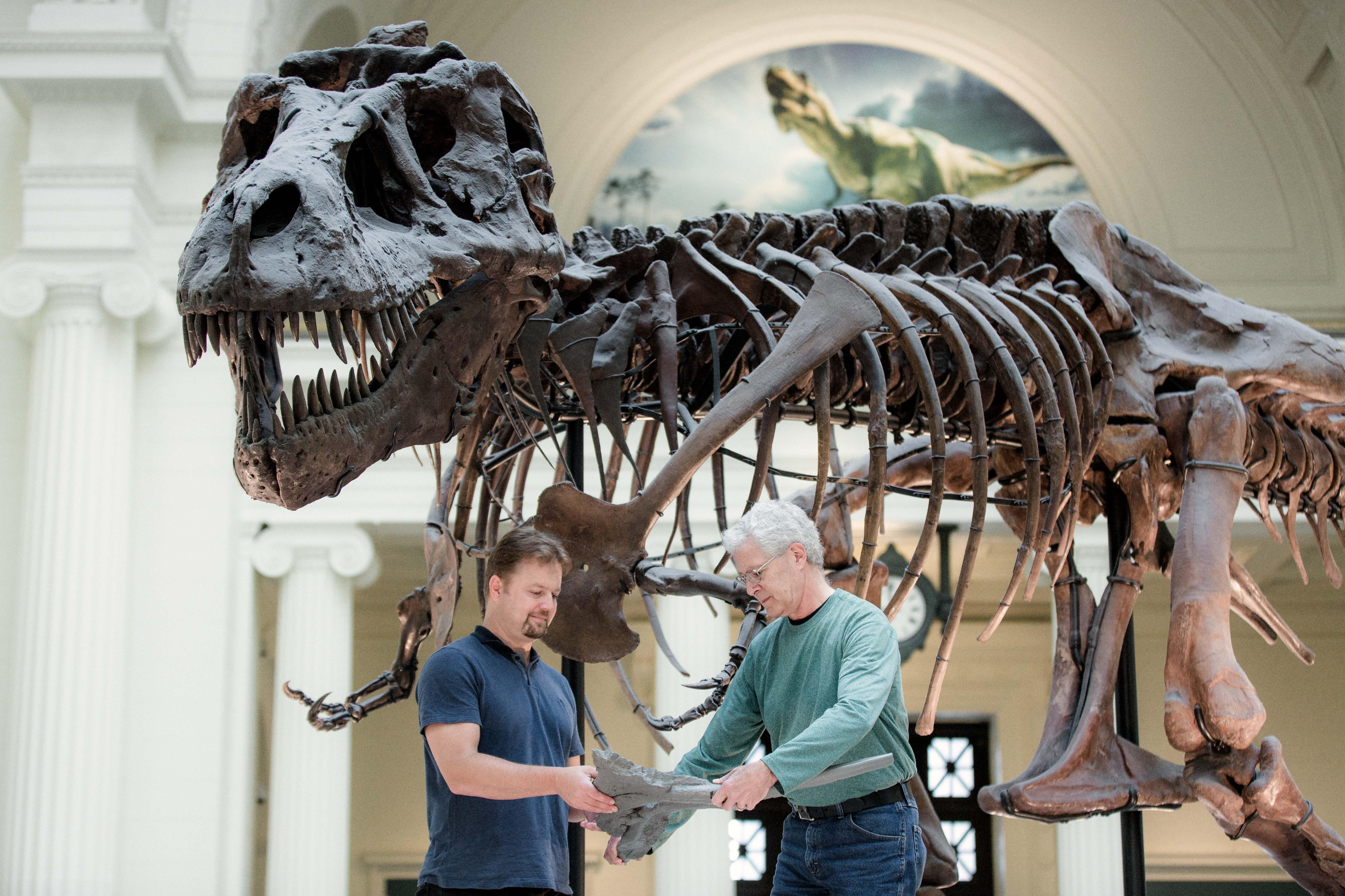 Field Museum scientists Pete Makovicky, left, and Bill Simpson use a cast of one of Sue’s gastralia to show where they will be positioned on her skeleton. (Zachary James Johnston / The Field Museum)