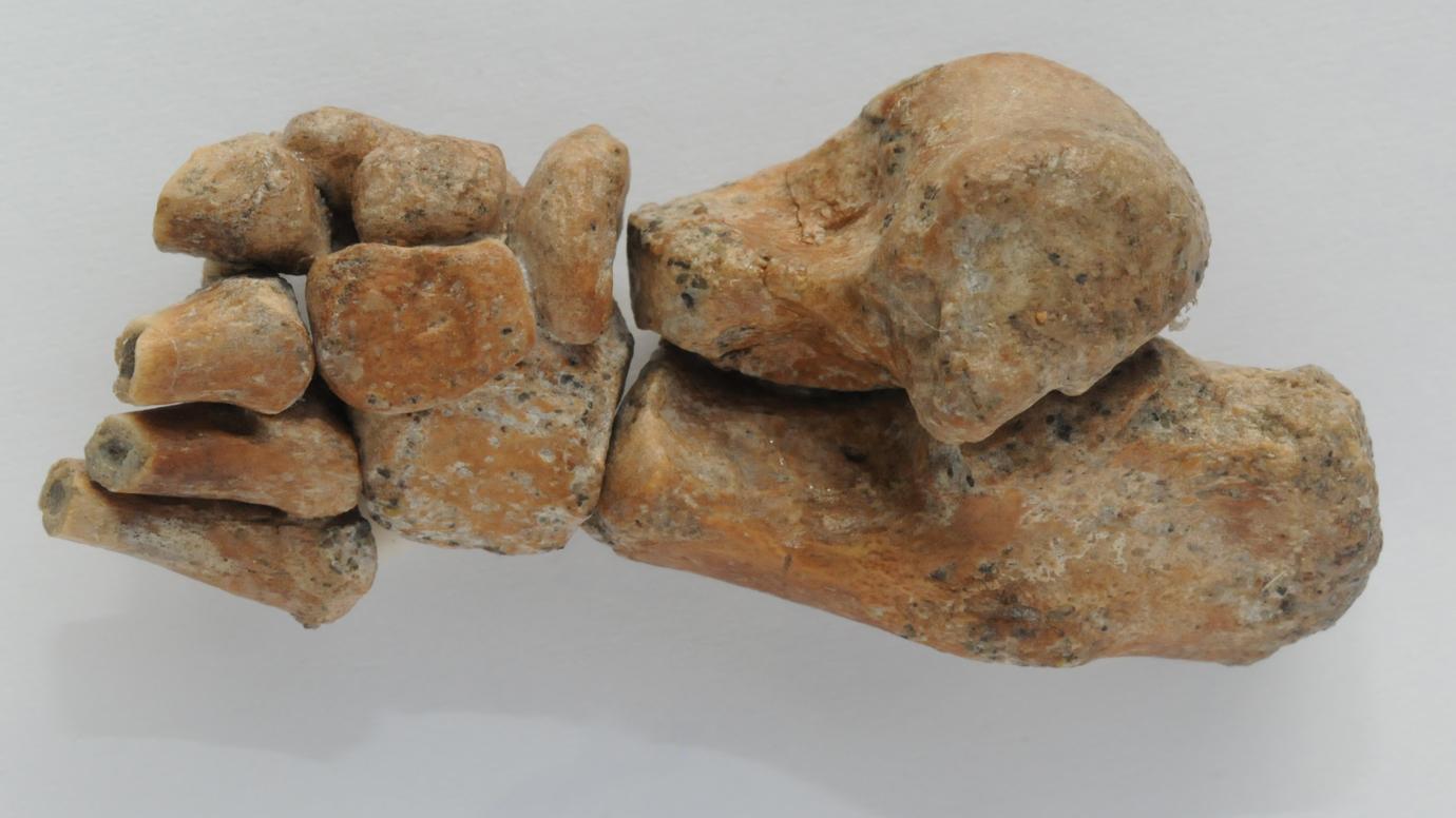 The foot from a 3.3 million-year-old child skeleton discovered in 2002 in Ethiopia by University of Chicago professor Zeresenay Alemseged. (Zeresenay Alemseged / University of Chicago)