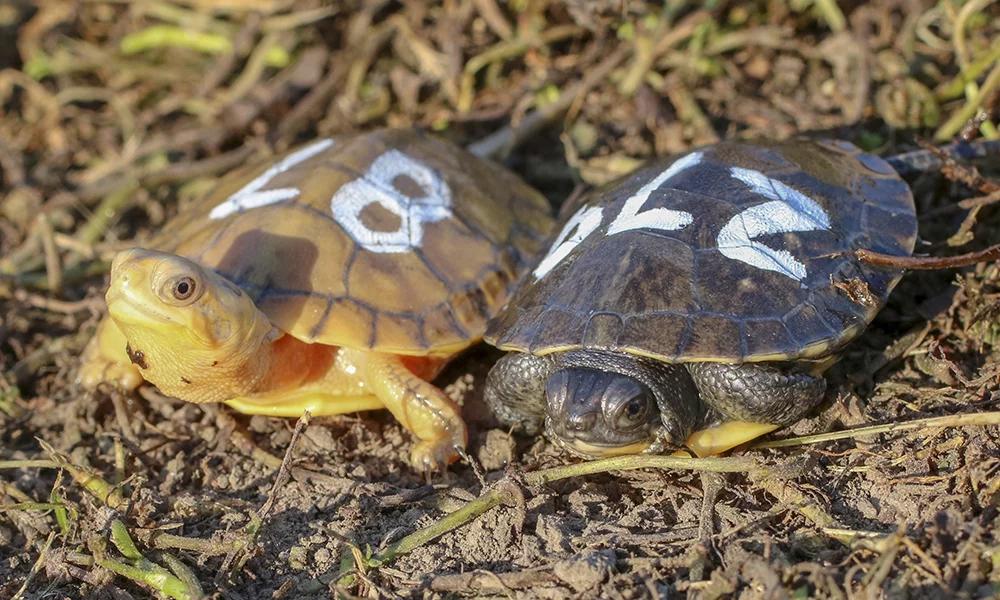 Shirlee, left, next to a normal-colored Blanding’s turtle (Courtesy Forest Preserve District of DuPage County)