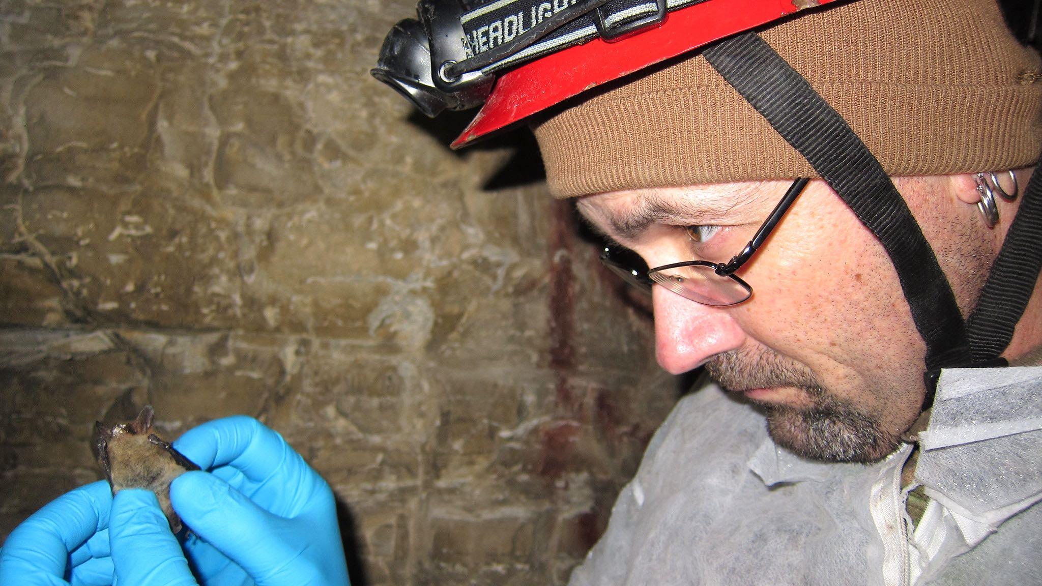 A biologist with the Illinois Department of Natural Resources examines a northern long-eared bat with telltale signs of white-nose syndrome, Found in 2013 in LaSalle County. (University of Illinois / Steve Taylor)