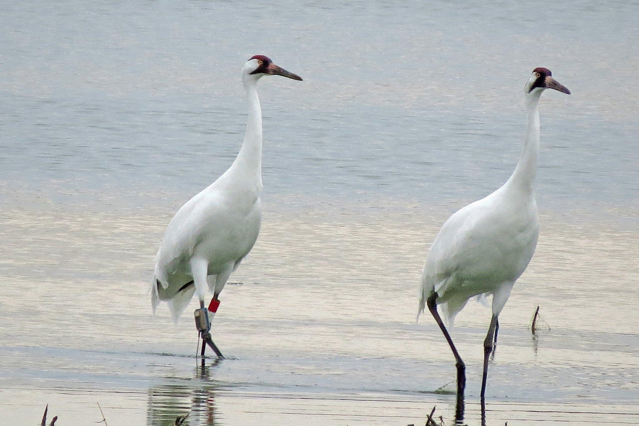 Whooping cranes are known for their snowy white plumage, red caps and bugling call. Seen here in South Dakota. (U.S. Fish and Wildlife Service Mountain-Pacific Region / Flickr Creative Commons)