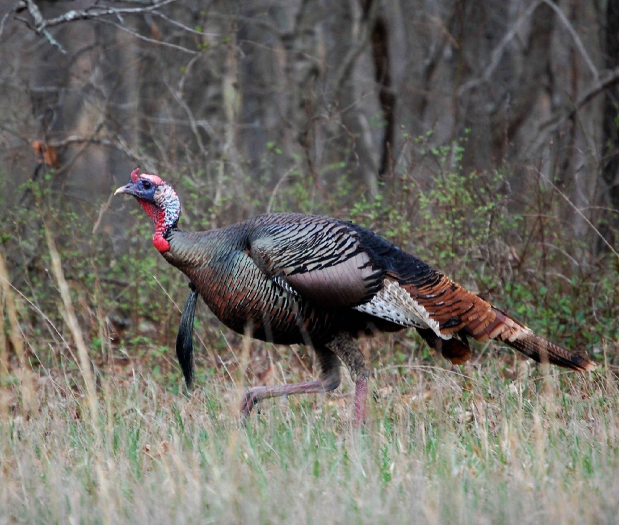 A wild turkey's beard hangs from its chest, not its neck. (Midnight Believer / Flickr Creative Commons)