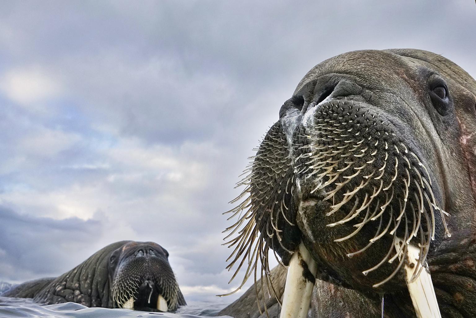 Having spotted walruses from his dinghy off the coast of Svalbard, Norway, photographer Valter Bernardeschi slipped into icy water to photograph them. He captured these young walruses with his camera on a float. (© Valter Bernardeschi, Italy)