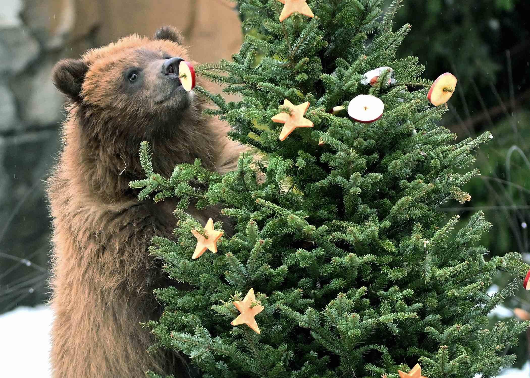 Tim, a 1-year-old brown bear at Brookfield Zoo, eyes some treats placed on a Christmas tree for enrichment. (Jim Schulz / CZS-Brookfield Zoo)