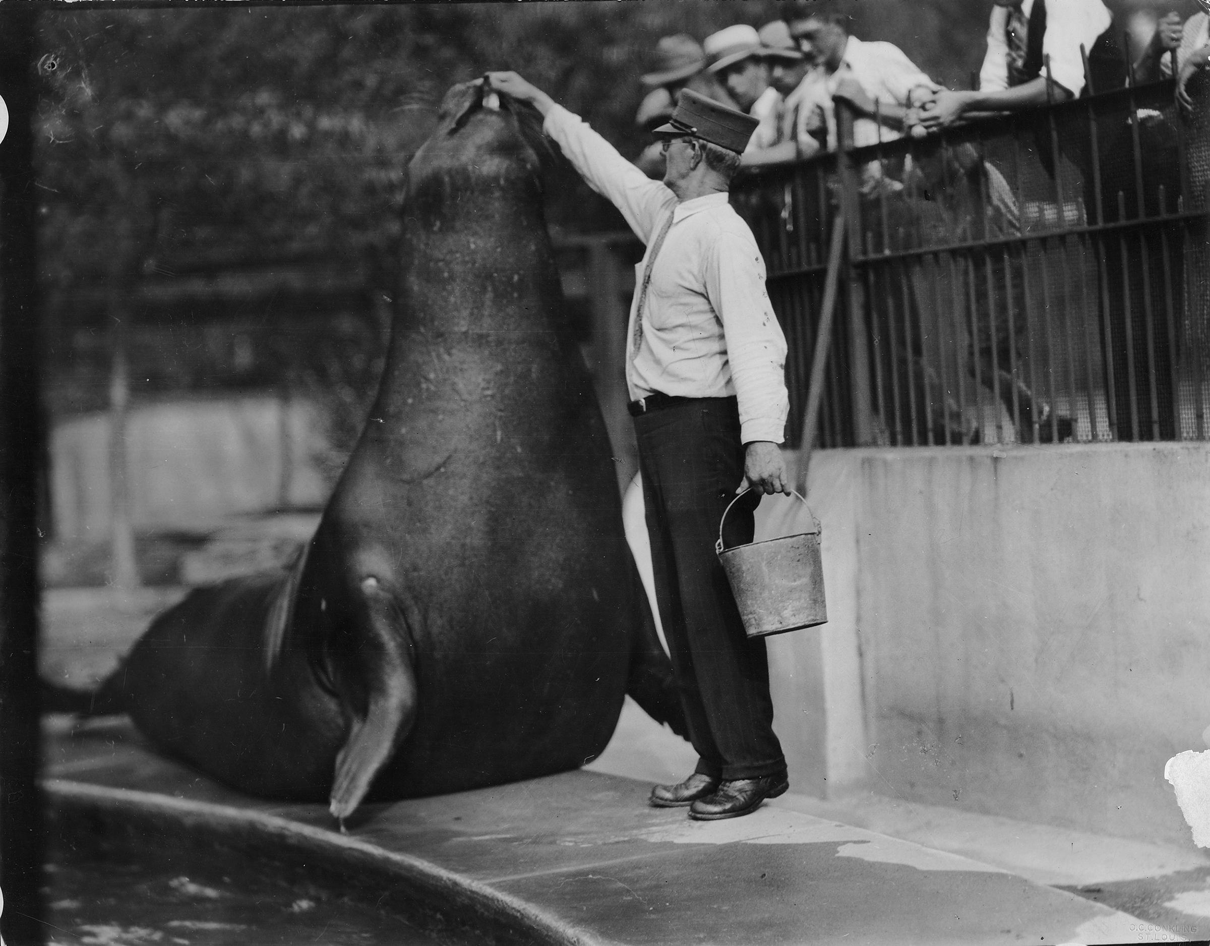 The Sea Lion Pool, built in 1879 and shown here in the 1920s, once served as the zoo's focal point. (Courtesy Chicago Park District and Chicago History Museum)