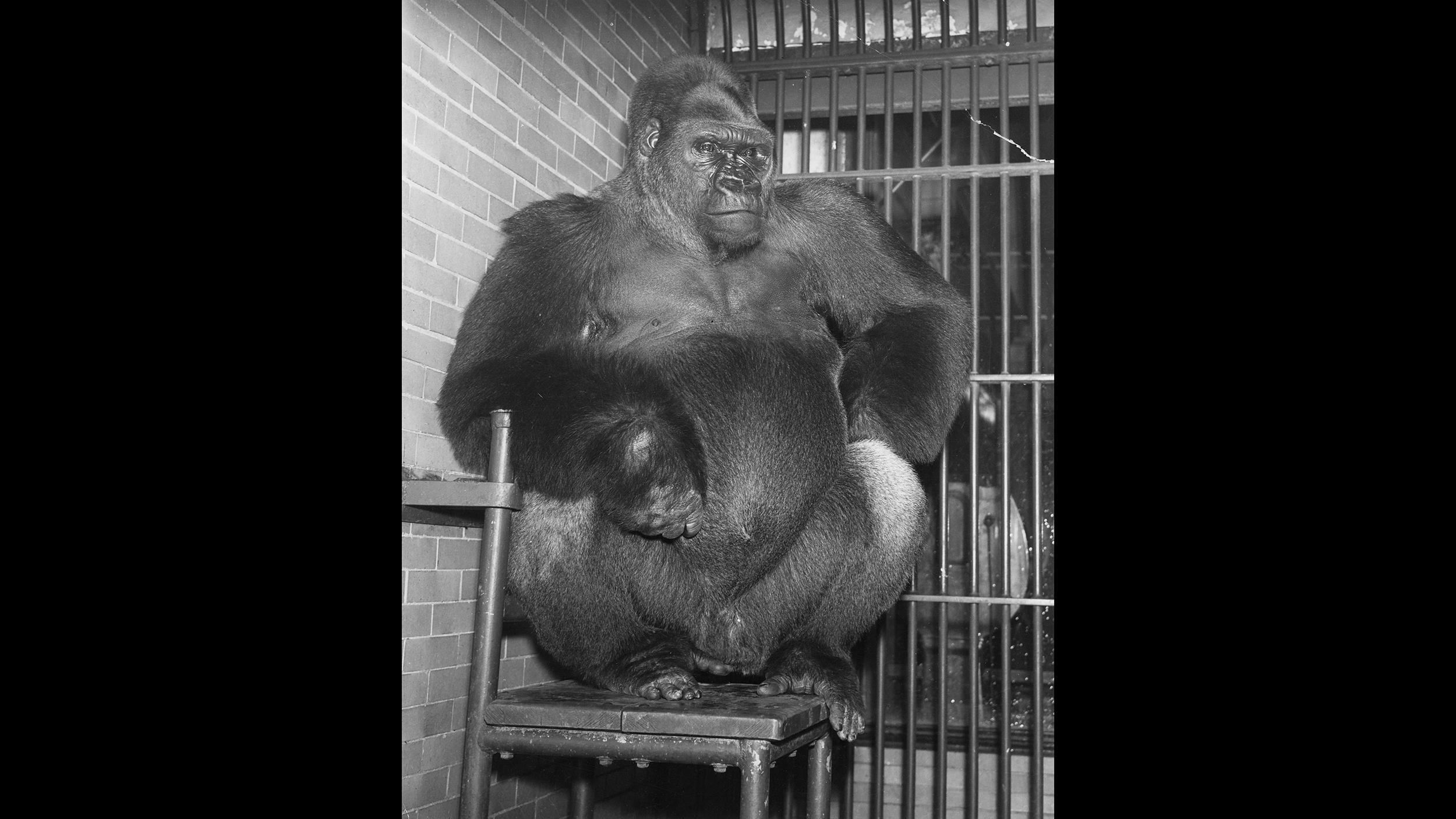Western lowland gorilla Bushman, shown here sitting on his preferred chair in the 1940s, was arguably the most iconic zoo animal of his era. Bushman's chair will be on display at "From Swans to Science: 150 Years of Lincoln Park Zoo." (Courtesy Chicago Park District and Chicago History Museum)