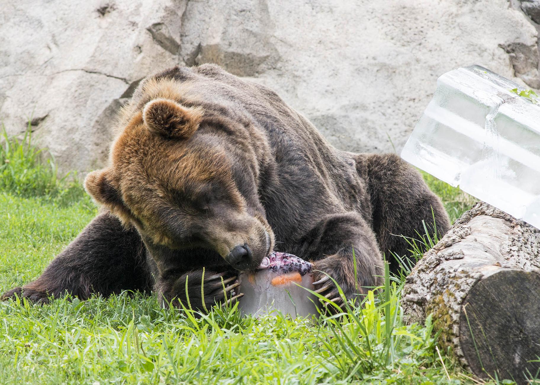 Grizzly bear Axhi plays with an ice treat filled with a variety of fruit. (Kelly Tone / Chicago Zoological Society) 