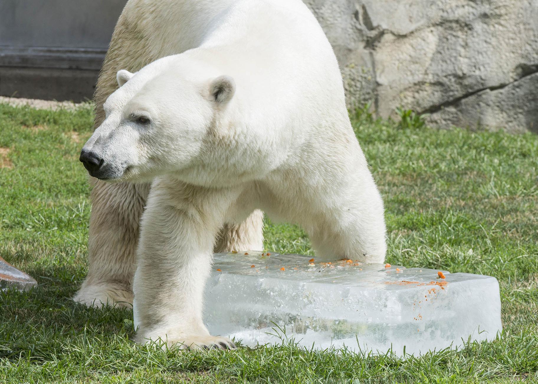 Hudson, one of Brookfield Zoo’s polar bears, stands over a 300-pound block of ice. (Kelly Tone / Chicago Zoological Society) 