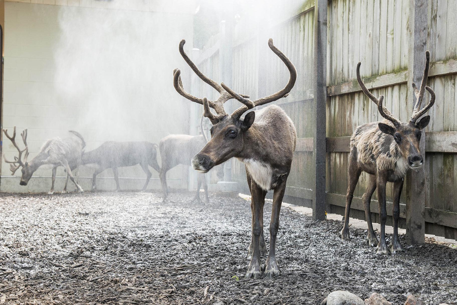 Reindeer at Brookfield Zoo keep cool by standing near misters set up by animal care staff in the reindeer habitat. (Kelly Tone / Chicago Zoological Society) 