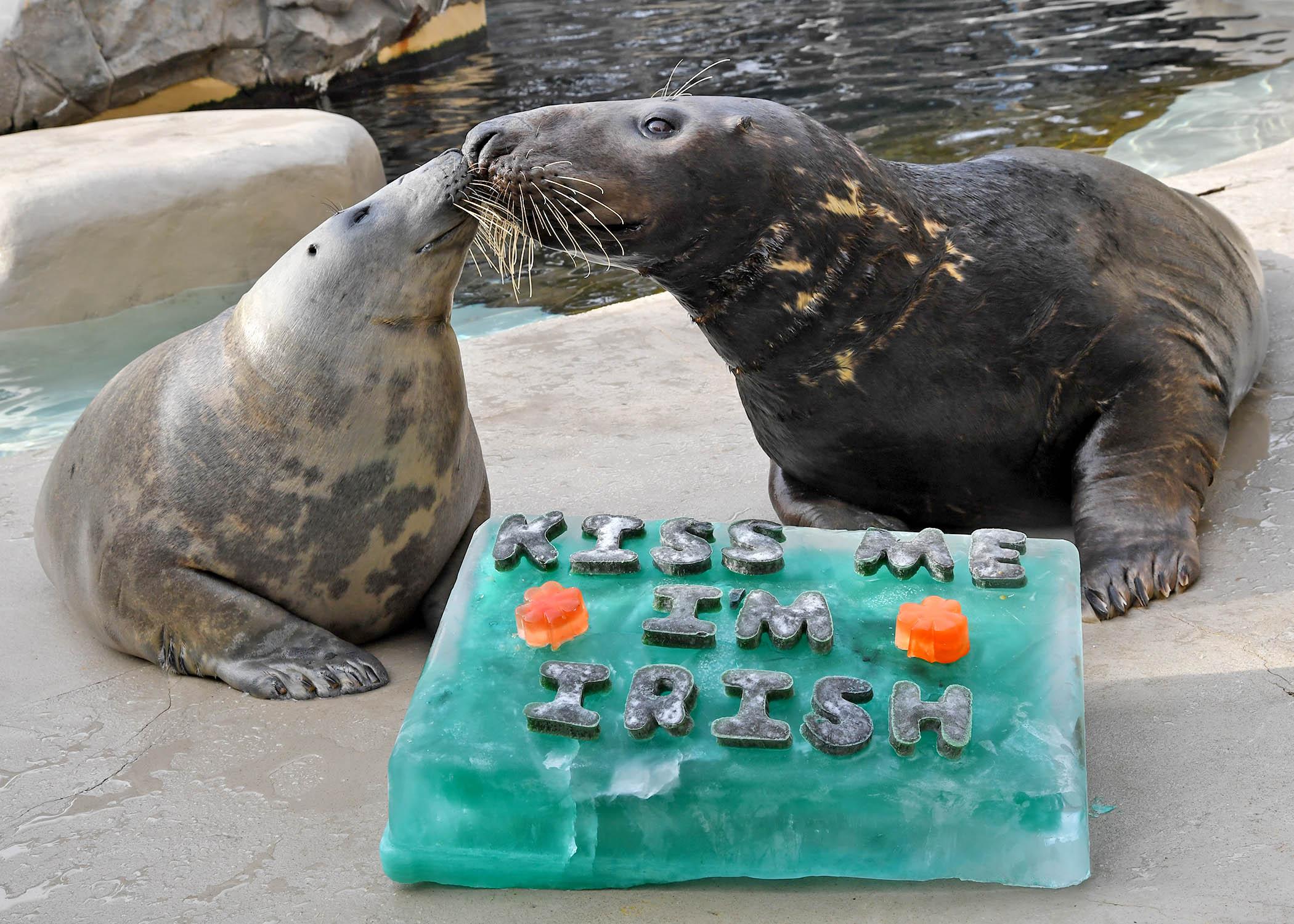 Lily and Boone, two gray seals at Brookfield Zoo, get a St. Patrick’s Day treat. (Jim Schulz / Chicago Zoological Society)