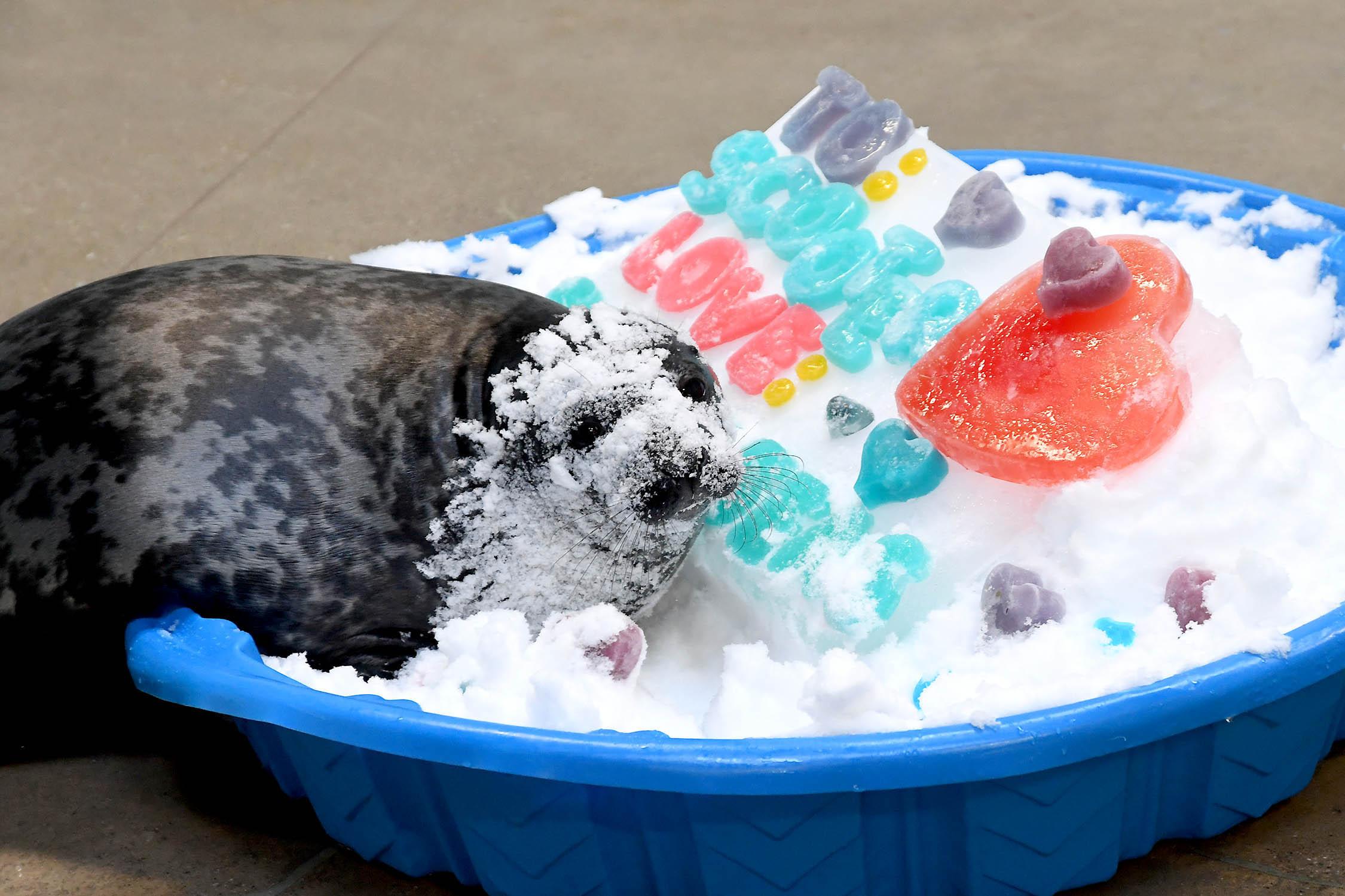 Scooter, a nearly 2-month-old gray seal at Brookfield Zoo, enjoys a Valentine's Day treat of gelatin served with a side of snow. (Jim Schulz / Chicago Zoological Society)