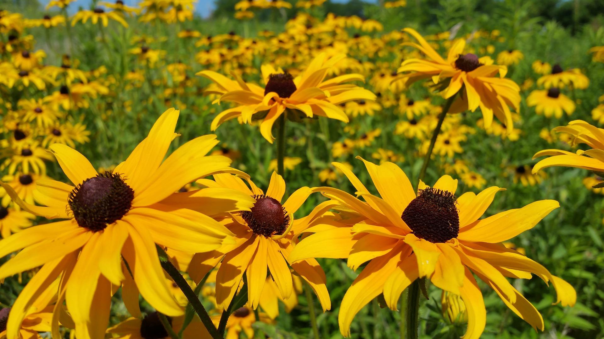 Black-eyed Susans are among the many types of native plants available for purchase. (brian60174 / Pixabay)