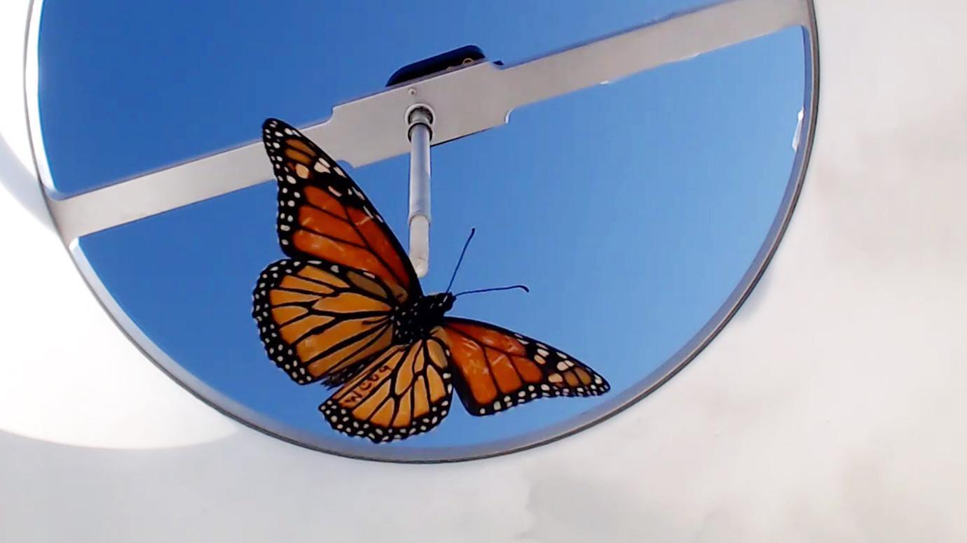 The study’s “flight simulator,” in which monarch butterflies were tethered and a computer monitored their direction of flight. (Courtesy Tenger-Trolander et al. / University of Chicago) 