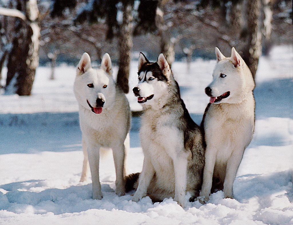 Siberian Huskies are one of many types of animals present at the Polar Adventure Days. (Ritmo / Flickr)