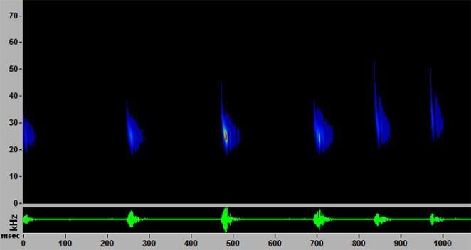 A spectogram shows sounds of a big brown bat detected by Lincoln Park Zoo's monitors. The frequency (kHz) is on the y-axis, and the time (msec) is on the x-axis. (Lincoln Park Zoo)