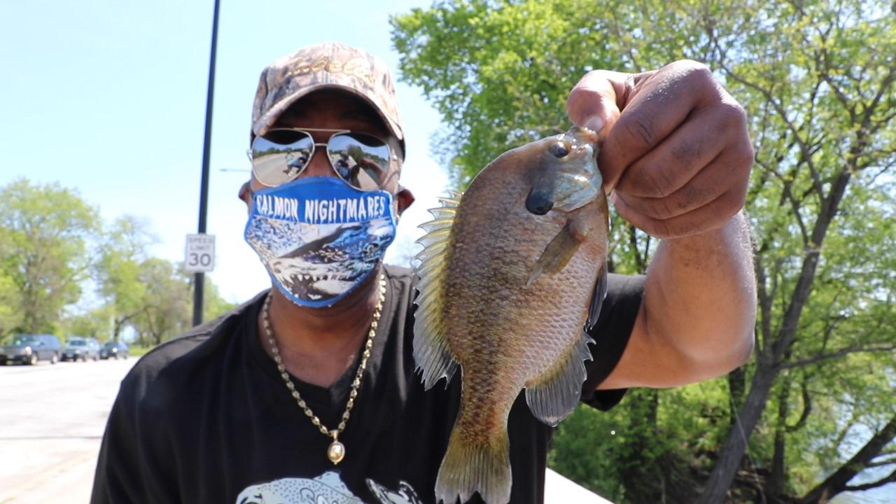 Fisherman Stephen Williams holds a bluegill he caught off a bridge in Chicago’s Jackson Park on May 23. (Evan Garcia / WTTW News