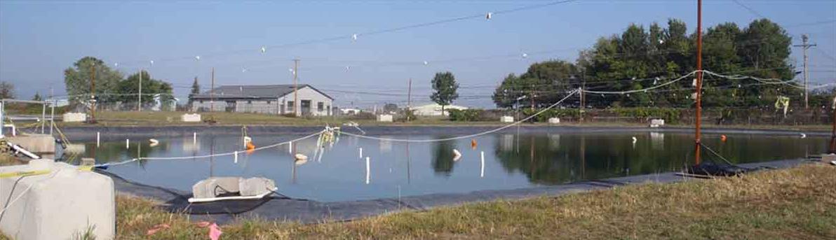 Scientists monitored the movements of Asian carp and other fish in relation to carbon dioxide in a research pond in La Crosse, Wisconsin. (Photo courtesy U.S. Geological Survey)