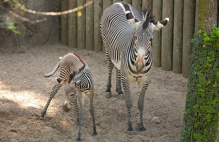 Newborn Grevy's zebras are able to walk, and even run, within an hour of birth. (Todd Rosenberg / Lincoln Park Zoo)