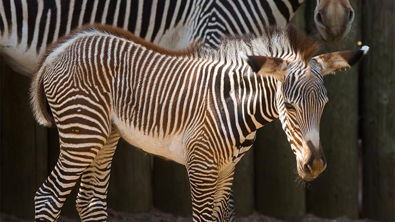 A spokeswoman for the Lincoln Park Zoo said "staff will be discussing naming options" for the newborn zebra. (Todd Rosenberg / Lincoln Park Zoo)