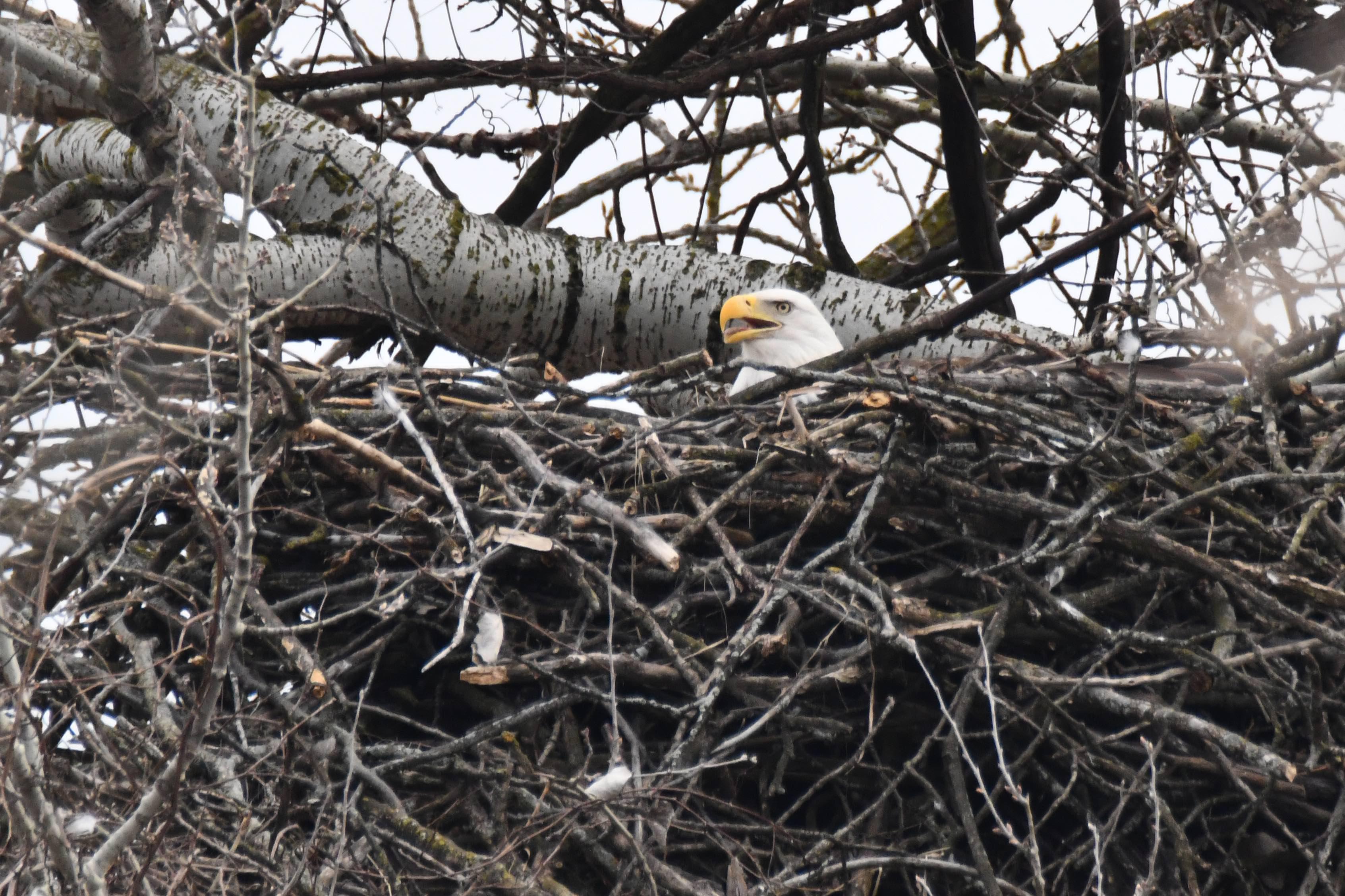Four active eagle nests being monitored this winter in the Forest Preserve District of Will County. (Forest Preserve District of Will County / Chad Merda)