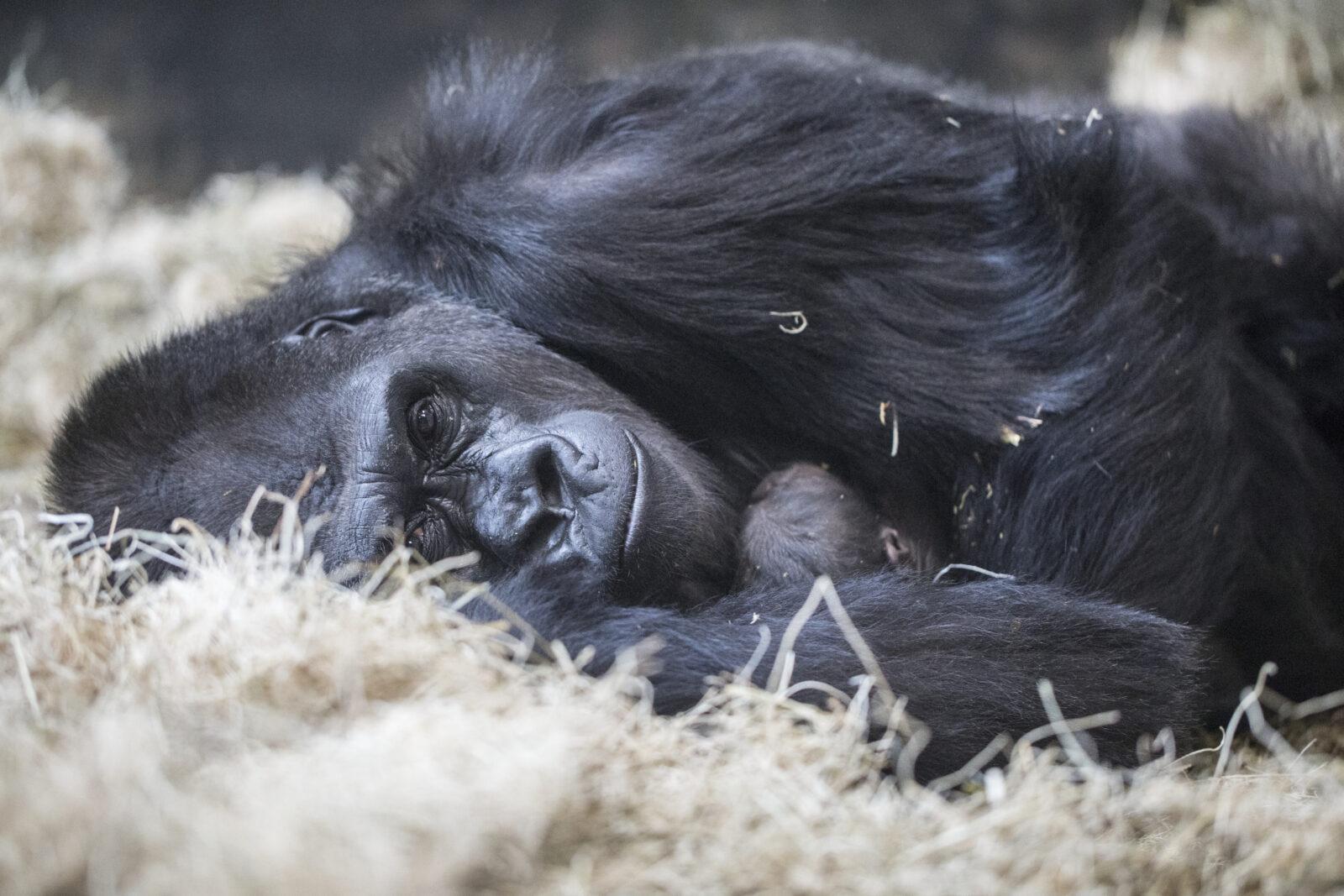 Bana was a great mother, Lincoln Park Zoo officials said. Here she's pictured with son Djeke in 2019. (Christopher Bijalba / Lincoln Park Zoo)