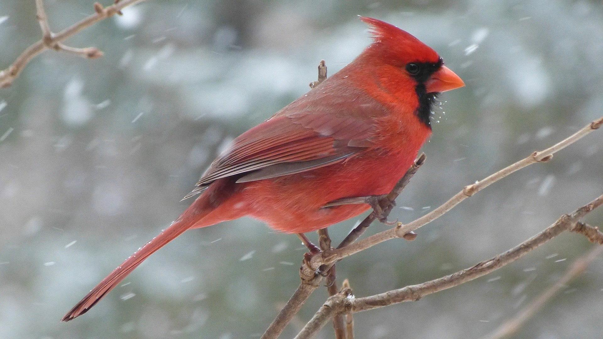 Cardinal. (tlparadis / Pixabay)
