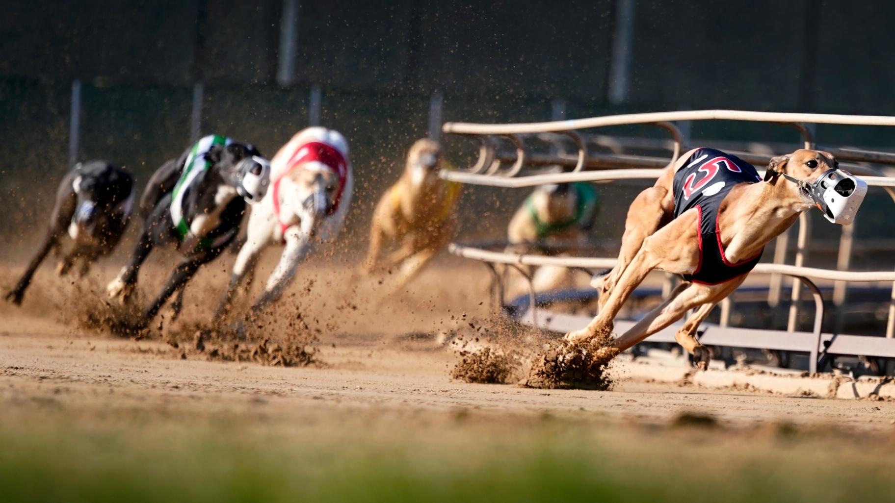 Greyhounds compete in a race at the Iowa Greyhound Park, Saturday, April 16, 2022, in Dubuque, Iowa. (AP Photo / Charlie Neibergall)