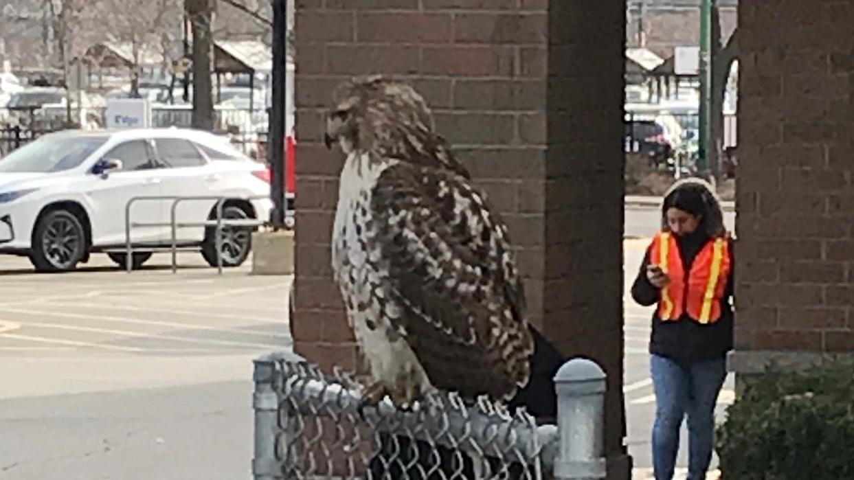 A Red-tailed hawk, perched outside a Jewel-Osco, 3400 N. Western Ave., on Nov. 21, 2020. (WTTW News)