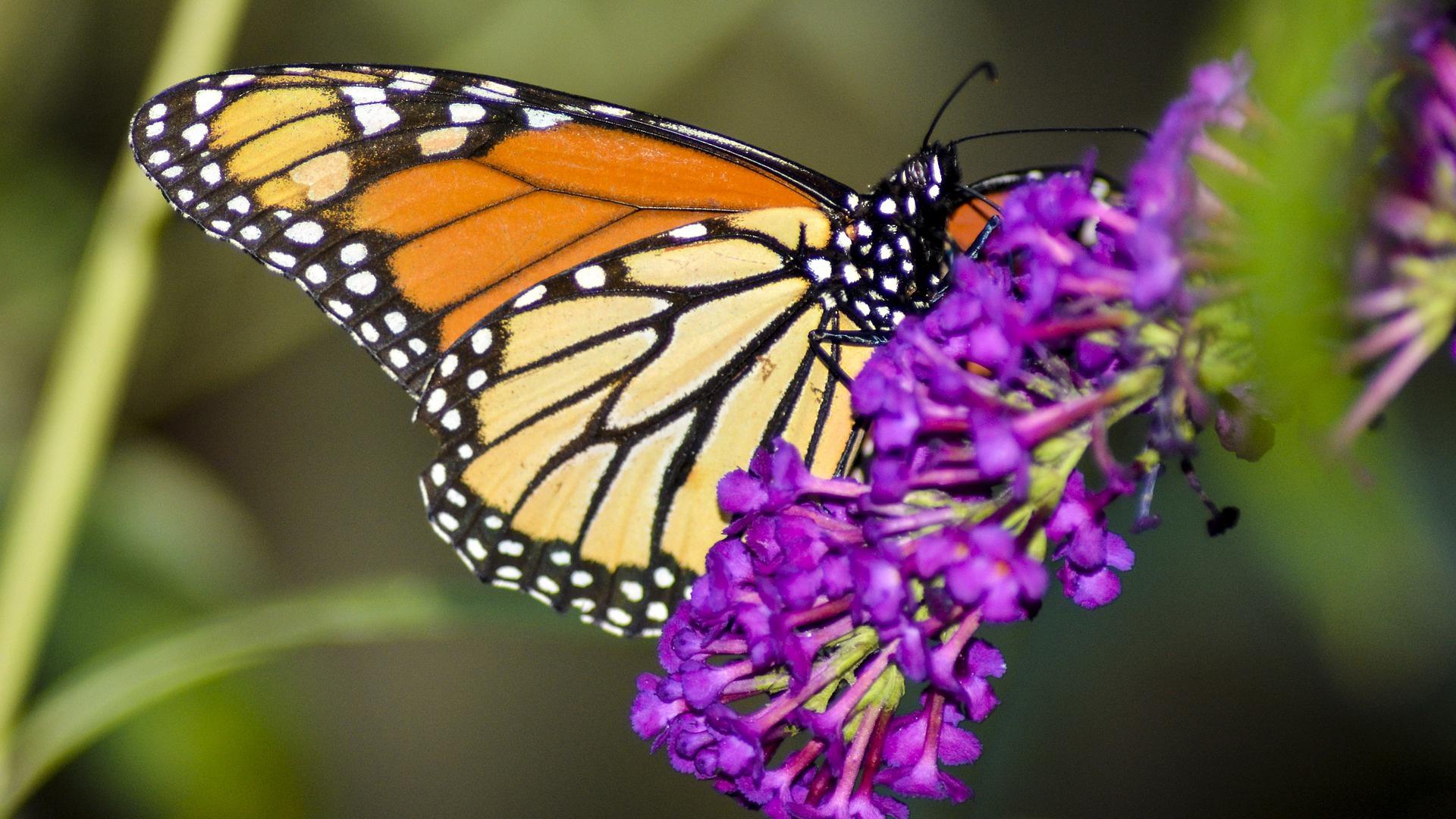 Monarch butterflies migrate en masse, but they aren’t social creatures, scientists say. (Mageephoto / Pixabay)