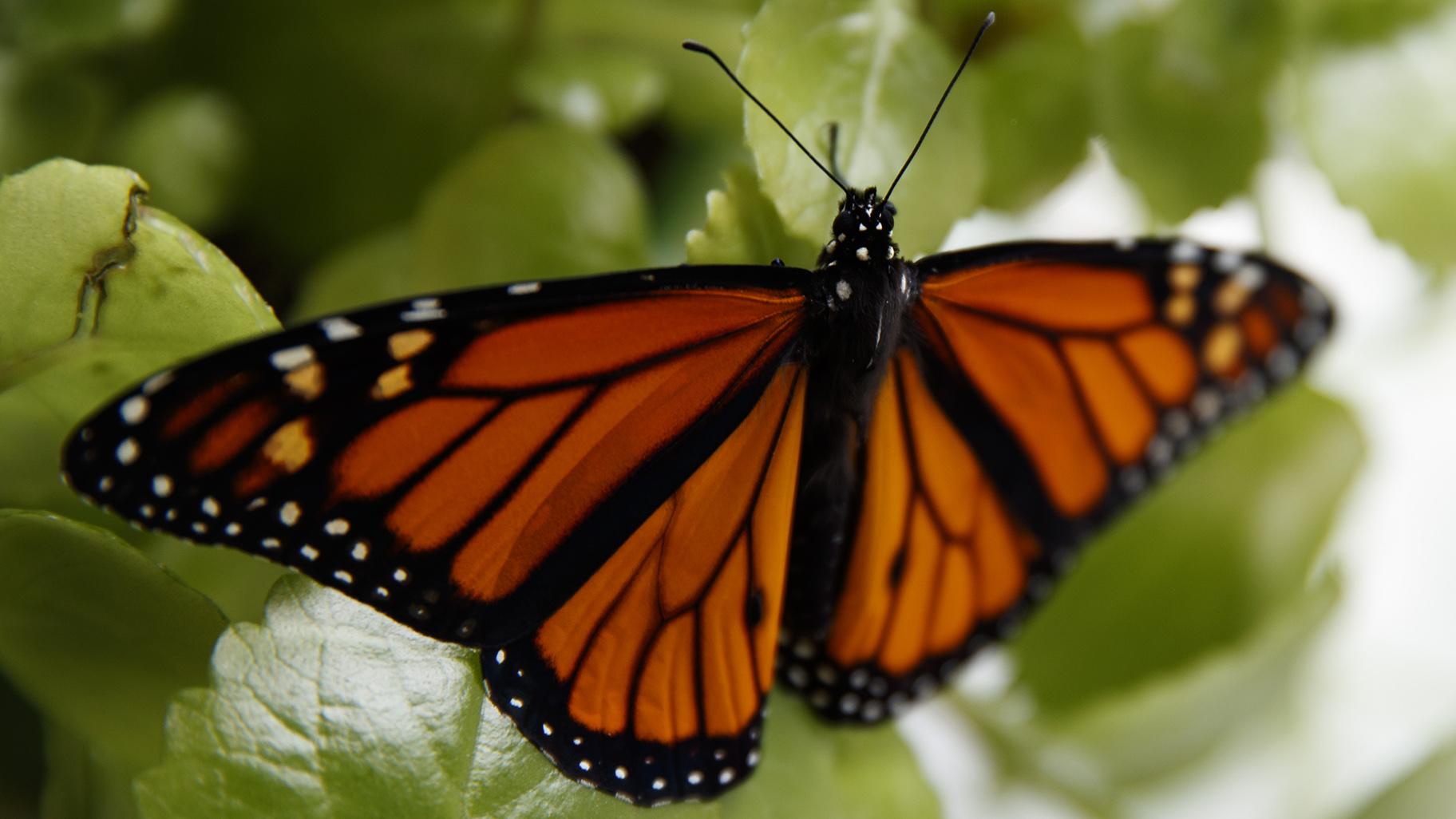 In this June 2, 2019, file photo, a fresh monarch butterfly rests on a Swedish Ivy plant soon after emerging in Washington. (AP Photo / Carolyn Kaster, File)