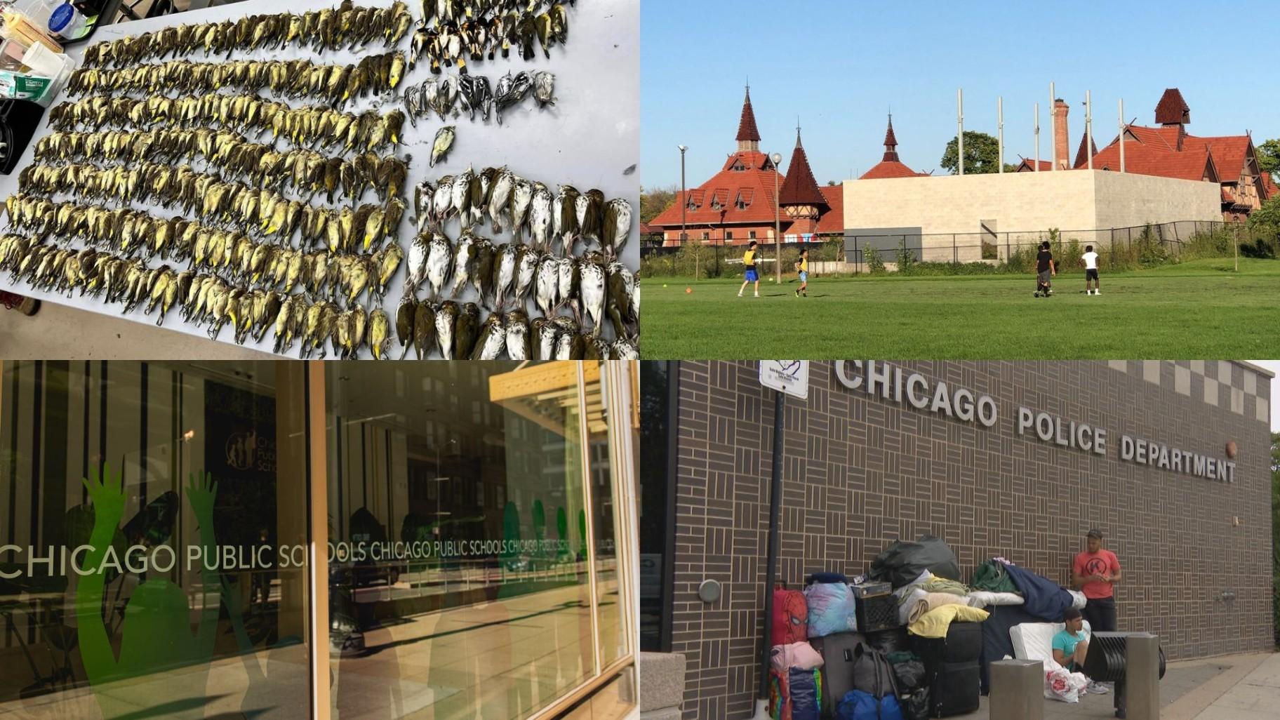 Top left: Field Museum staff collected 1,000 dead birds Thursday from the grounds of McCormick Place. (Courtesy of Taylor Hains). Top right: The cinderblock shell of an illegal building in Humboldt Park, obscuring the landmarked Receptory and Stable building, will be demolished. (Patty Wetli / WTTW News). Bottom left: Chicago Public Schools building. (Michael Izquierdo / WTTW News). Bottom right: Migrants outside a Chicago police station. (WTTW News)