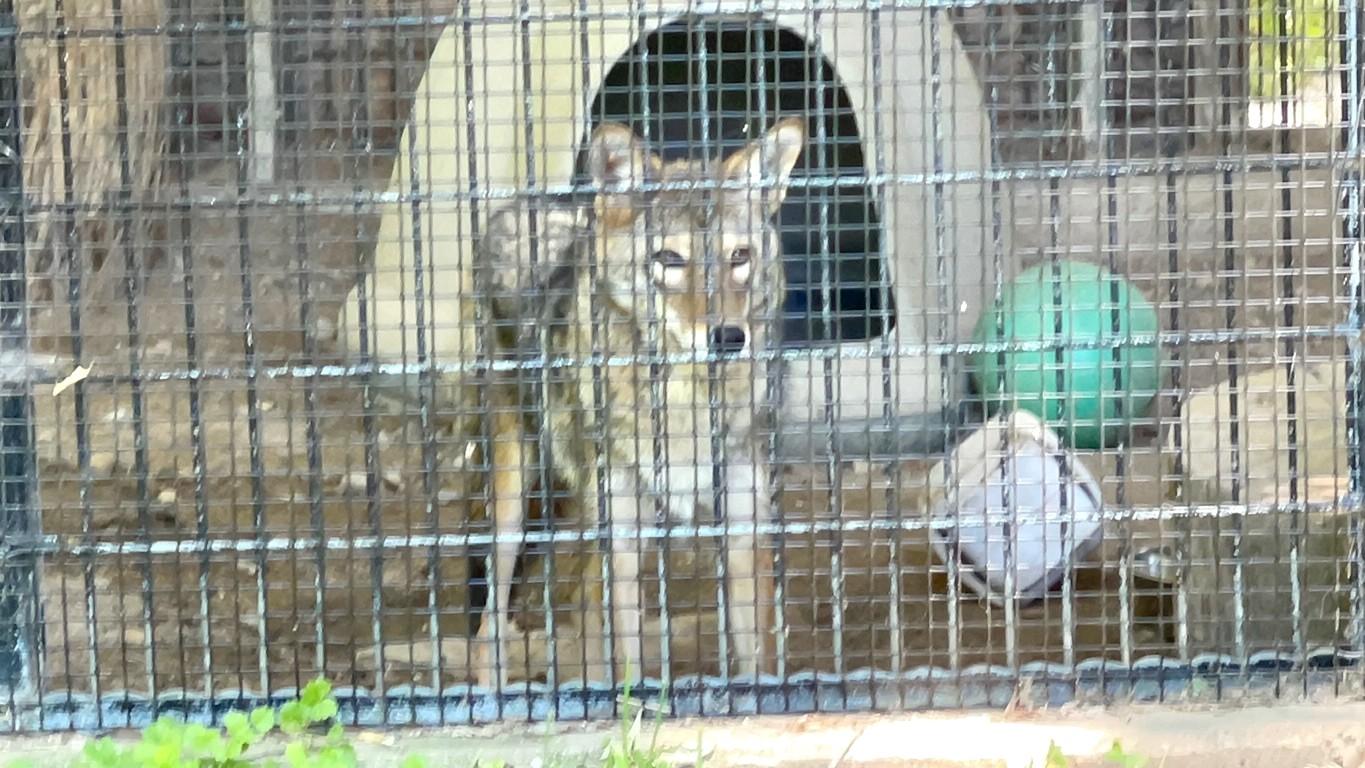 Rocky the coyote in his enclosure at River Trail Nature Center. (Chicago Alliance for Animals)