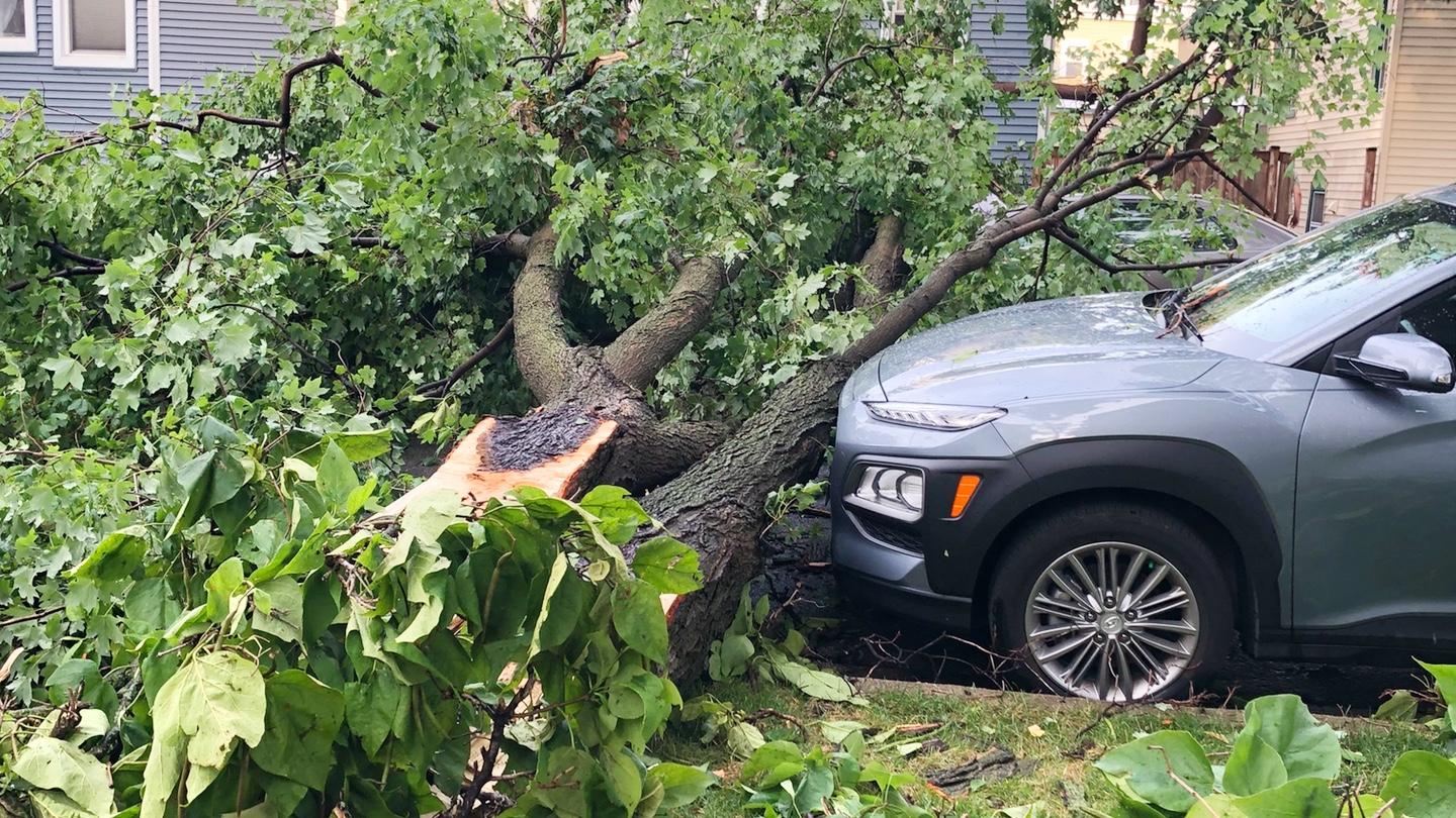 The thousands of trees damaged during 2020's powerful derecho storm demonstrated the vulnerability of Chicago's tree canopy. (Patty Wetli / WTTW News)