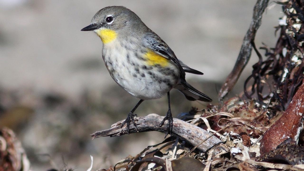 Warblers are among the birds people can expect to see at Big Marsh. (Skeeze / Pixabay)